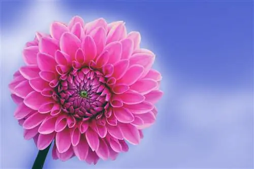 Георгин - декоративное растение