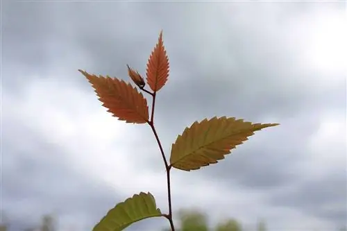 ветвь Зелкова серрата