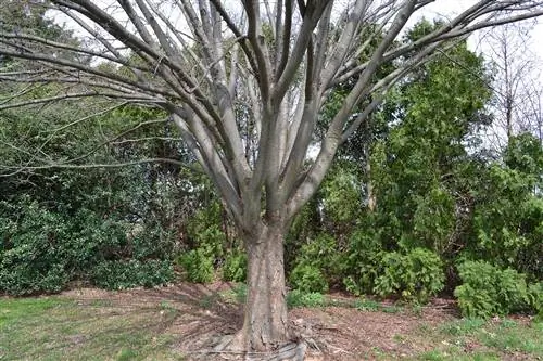 Ствол дерева Zelkova serrata