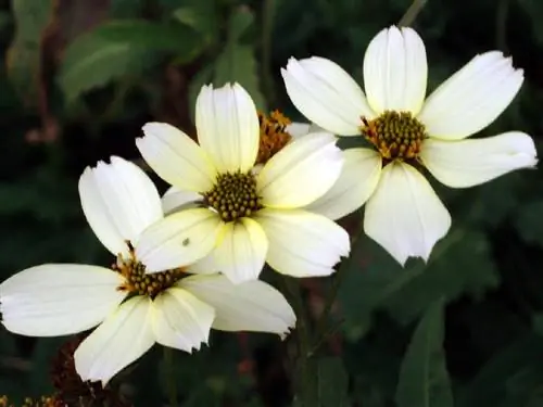 три белых цветка