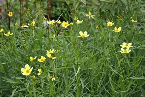 канареечный чай или чай хорта