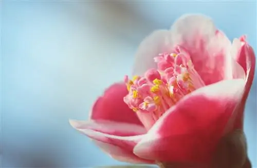 Камелия - кустарник