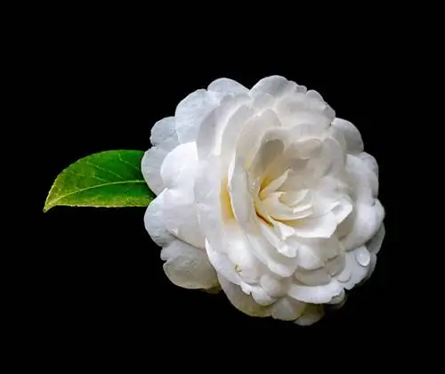 Вид на камелию японскую