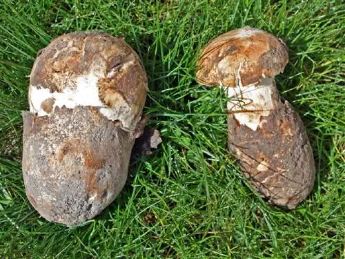 форма гриба