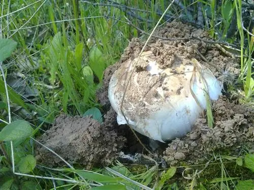 Мухомор бронзовый гриб