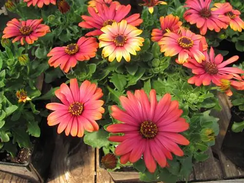 Красный цветок остеоспермума