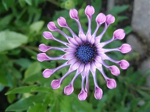 Африканская маргаритка (Osteospermum)