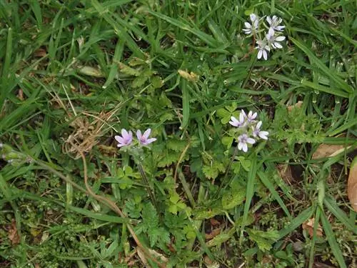 Вид на растение Erodium в среде обитания