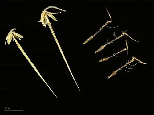 Вид на плоды Erodium moschatum