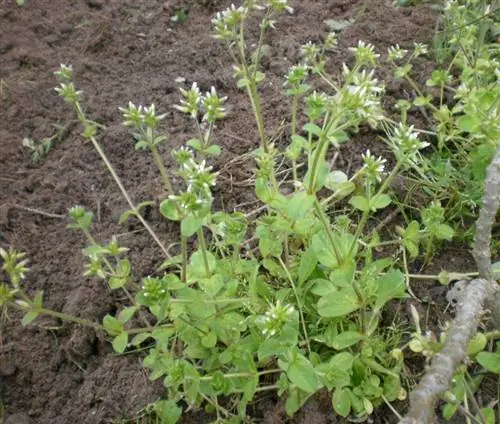 кустарниковое и почвопокровное растение