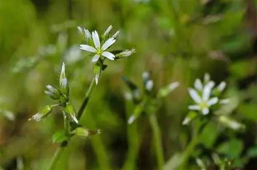 cerastium tomentosum крупным планом