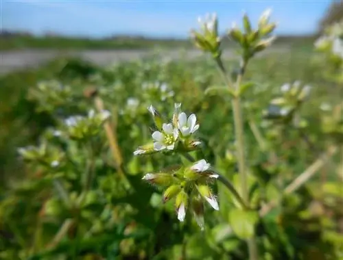 Мышиное ухо (Cerastium glomeratum)