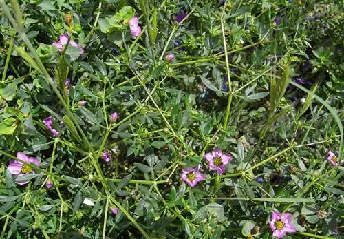 Роза Богородицы (Fagonia cretica)