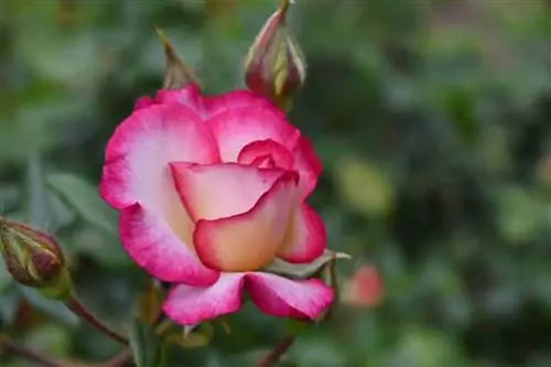 Вид на розовый куст