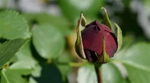 Роза - цветок, который хочет много воды