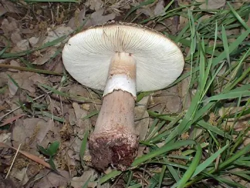 Характеристики Amanita rubescens