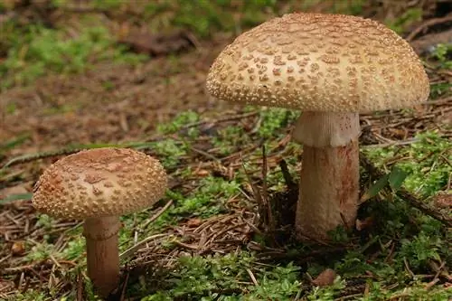Шляпка мухомора красного