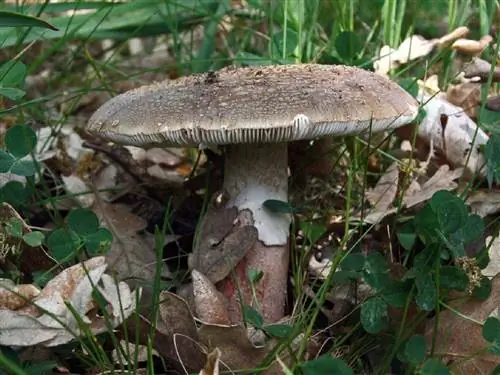 Мухомор красный