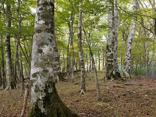 Вид на Fagus japonica