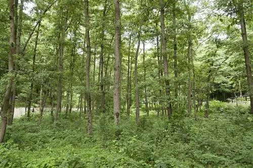 Вид на Alnus japonica