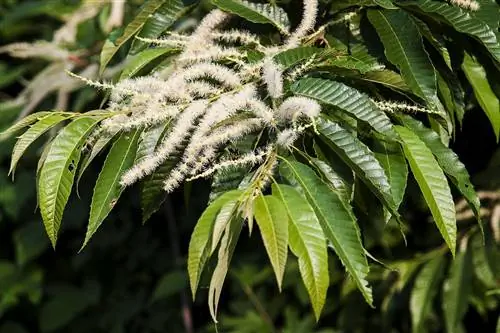 Вид на цветы Castanea crenata