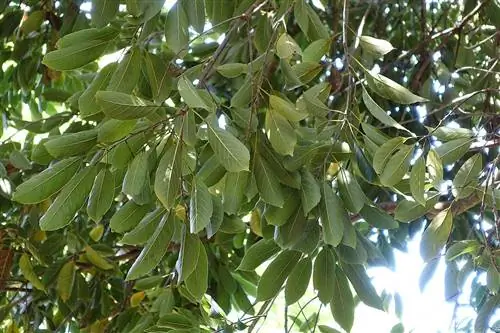 Вид на листья Quercus acuta