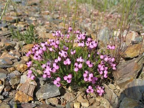 Вереск белый (Erica umbellata)