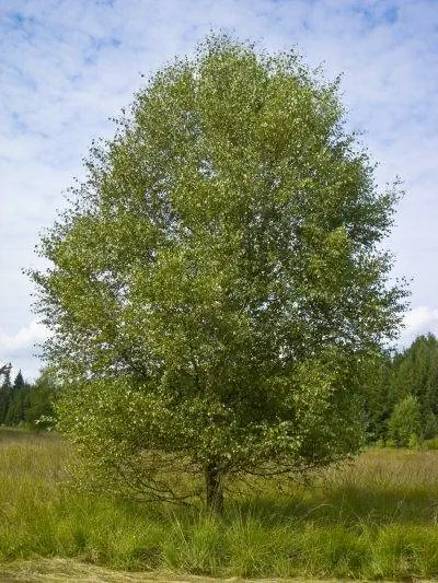 Вид на Betula pubescens
