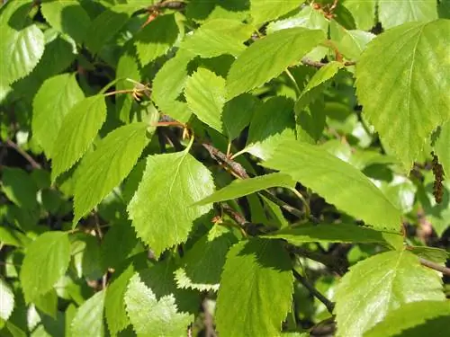 Листья Betula pubescens зеленые.