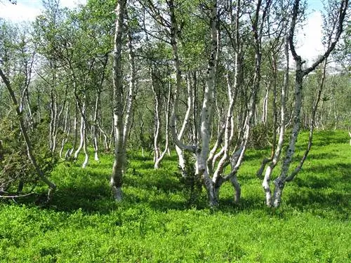 Вид на Betula pubescens