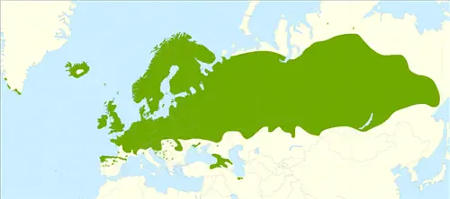 Betula pubescens - это дерево с космополитическим распространением.