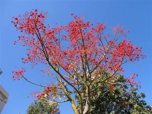 огненное дерево или Brachychiton acerifolius