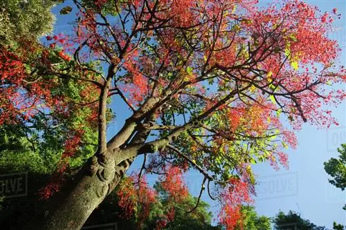 дерево с ветвями и красными листьями под названием Brachychiton acerifolius