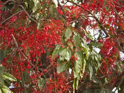 Огненное дерево (Brachychiton acerifolius)