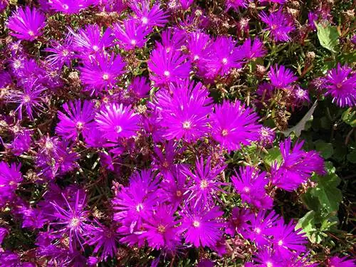 Вид на Lampranthus aureus