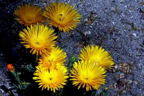 Лампрантус золотистый