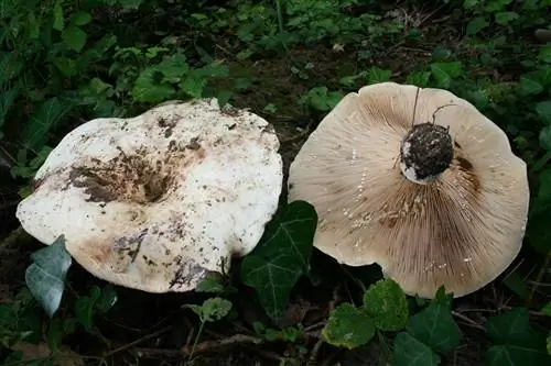 Характеристики Lactarius controversus