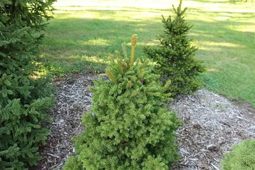 Вид на молодых Picea abies в саду