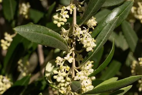 Оливковые цветы цветут весной