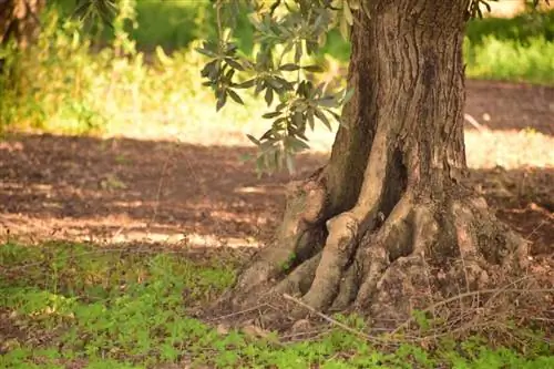 Оливковое дерево родом из Средиземноморья.