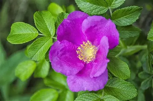 Грубая роза - это цветущий кустарник