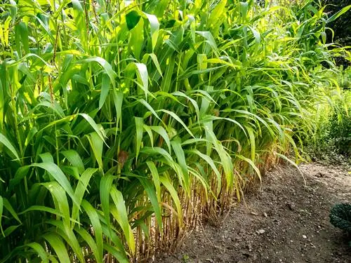 Кукуруза - широко возделываемая трава