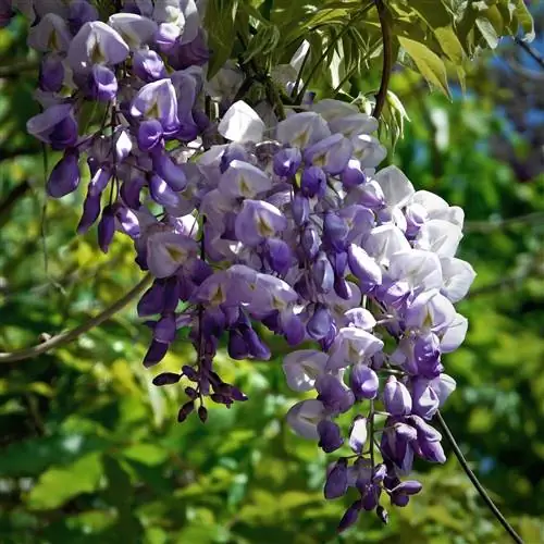 Глициния - альпинистка