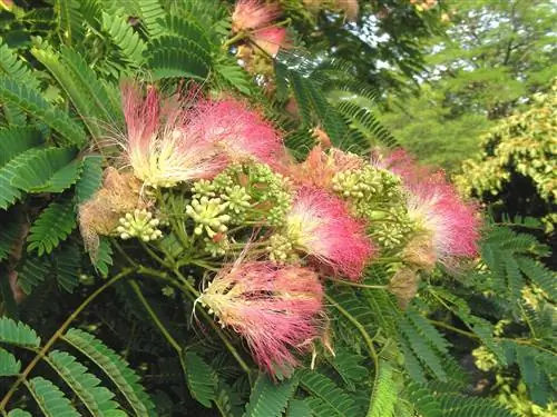 Вид на цветы Albizia julibrissin