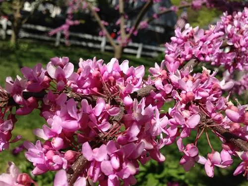 Вид на цветы Cercis canadensis