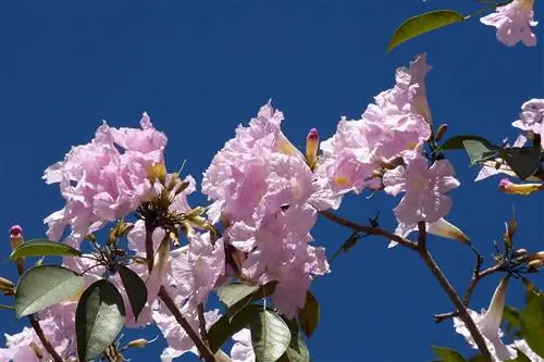Вид на Tabebuia rosea в цвету