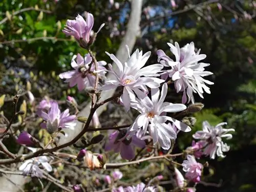 Цветки Magnolia stellata Rosea розовые.