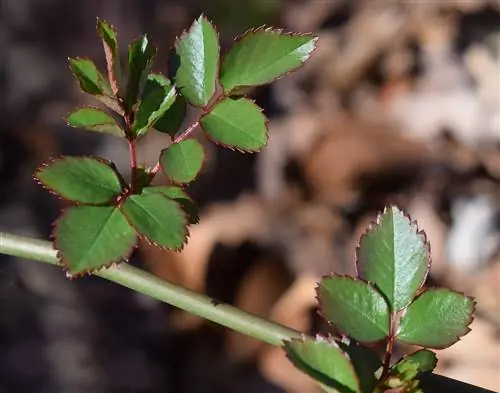 новые листья розы