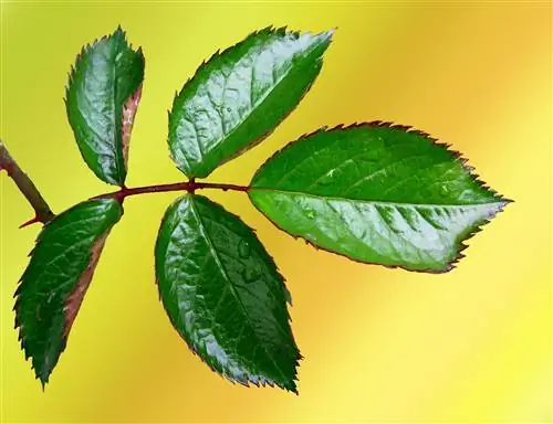 Листья розы сложные