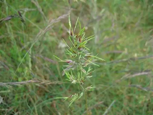 ветка травы под названием Poa bulbosa
